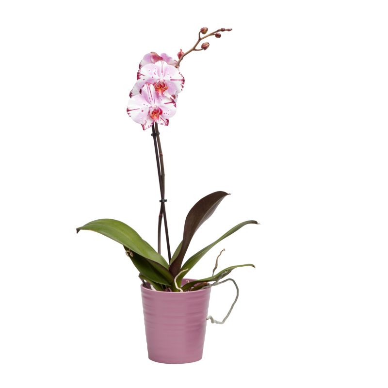 Storczyk jednopędowy GoodHome 12 cm doniczka ceramiczna wys. 60 cm