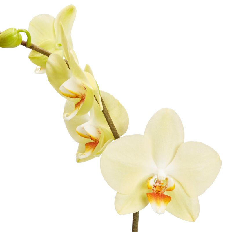 Storczyk jednopędowy GoodHome 12 cm doniczka ceramiczna wys. 60 cm