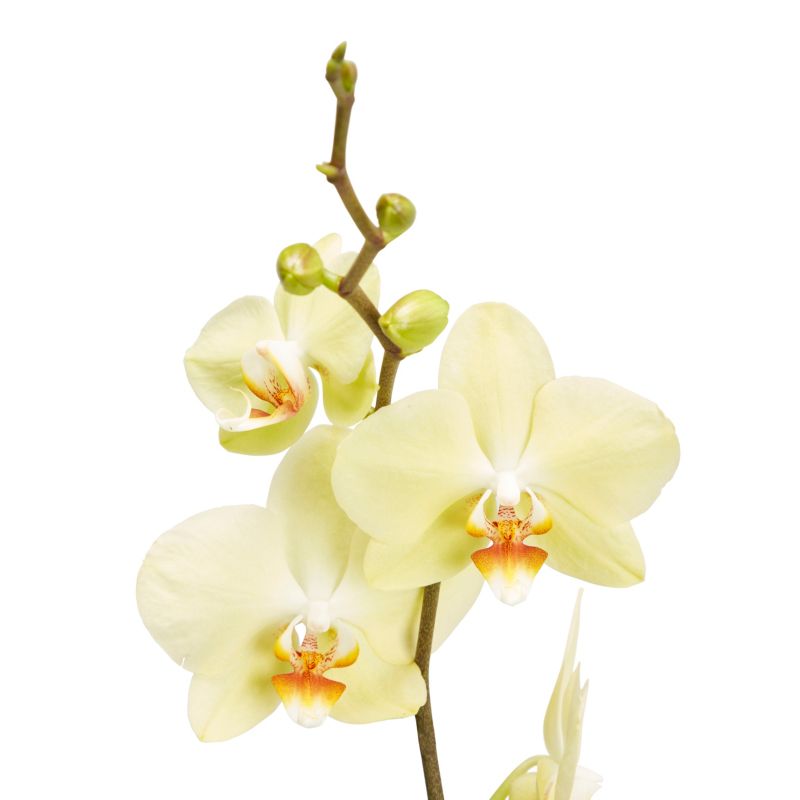 Storczyk jednopędowy GoodHome 12 cm doniczka ceramiczna wys. 60 cm