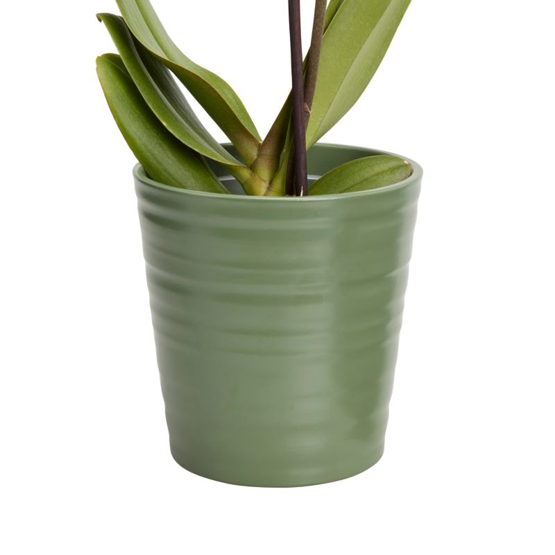 Storczyk jednopędowy GoodHome 12 cm doniczka ceramiczna wys. 60 cm