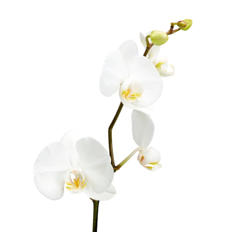 Storczyk jednopędowy GoodHome 12 cm doniczka ceramiczna wys. 60 cm