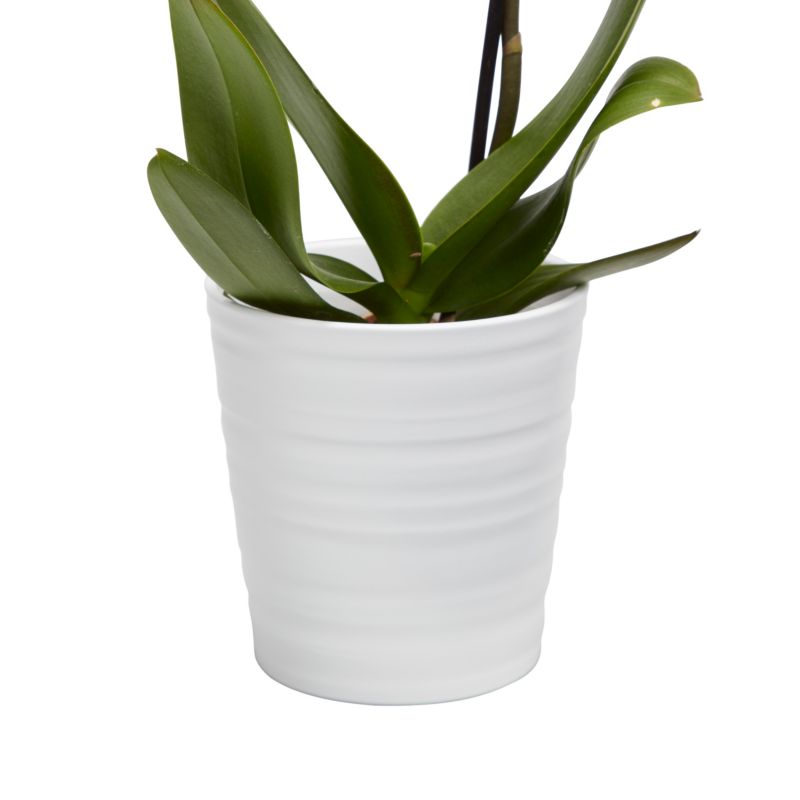 Storczyk jednopędowy GoodHome 12 cm doniczka ceramiczna wys. 60 cm