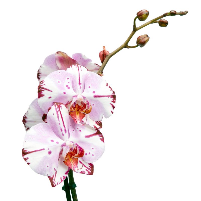 Storczyk jednopędowy GoodHome 12 cm doniczka ceramiczna wys. 60 cm