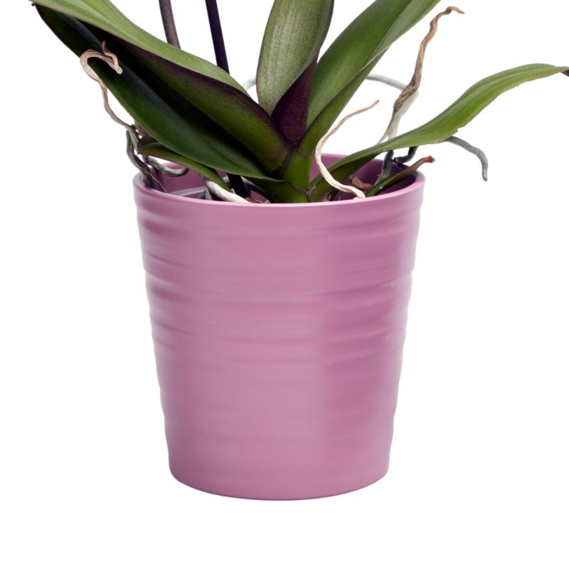 Storczyk jednopędowy GoodHome 12 cm doniczka ceramiczna wys. 60 cm