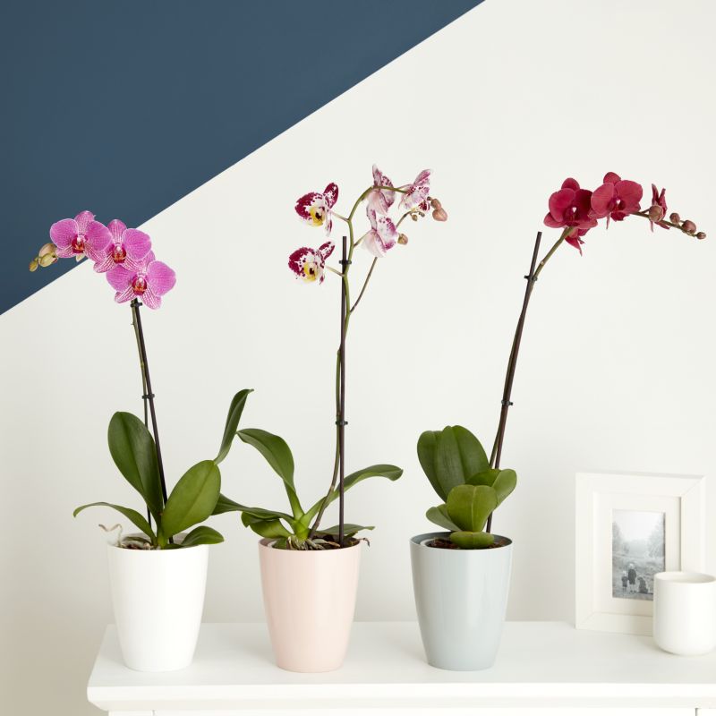 Storczyk jednopędowy GoodHome 12 cm wys. 60 cm