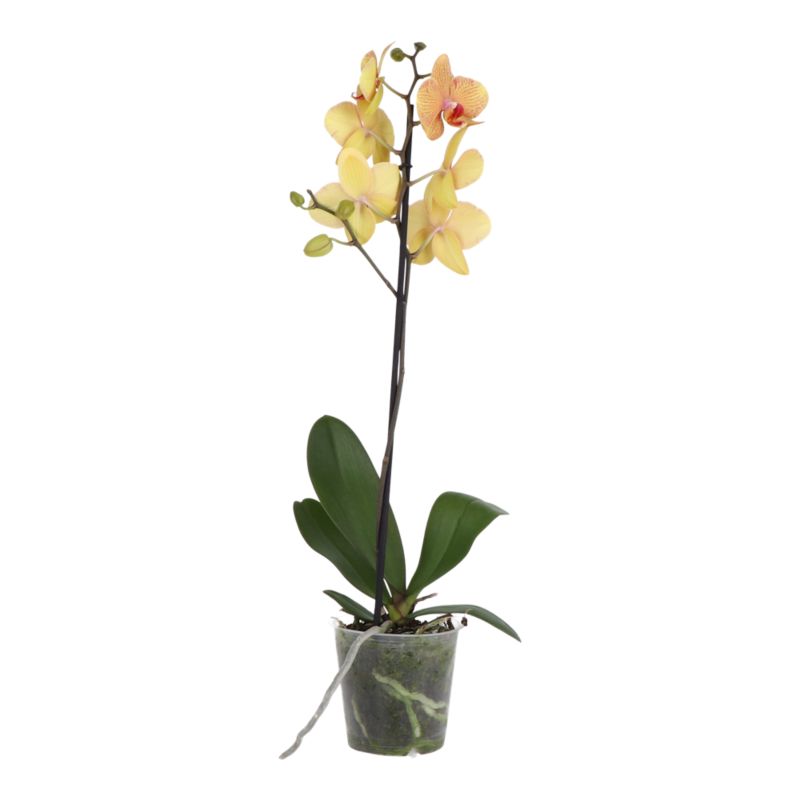 Storczyk jednopędowy GoodHome 12 cm wys. 60 cm