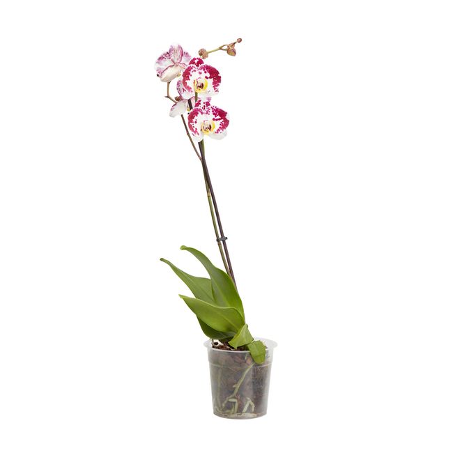 Storczyk jednopędowy GoodHome 12 cm wys. 60 cm