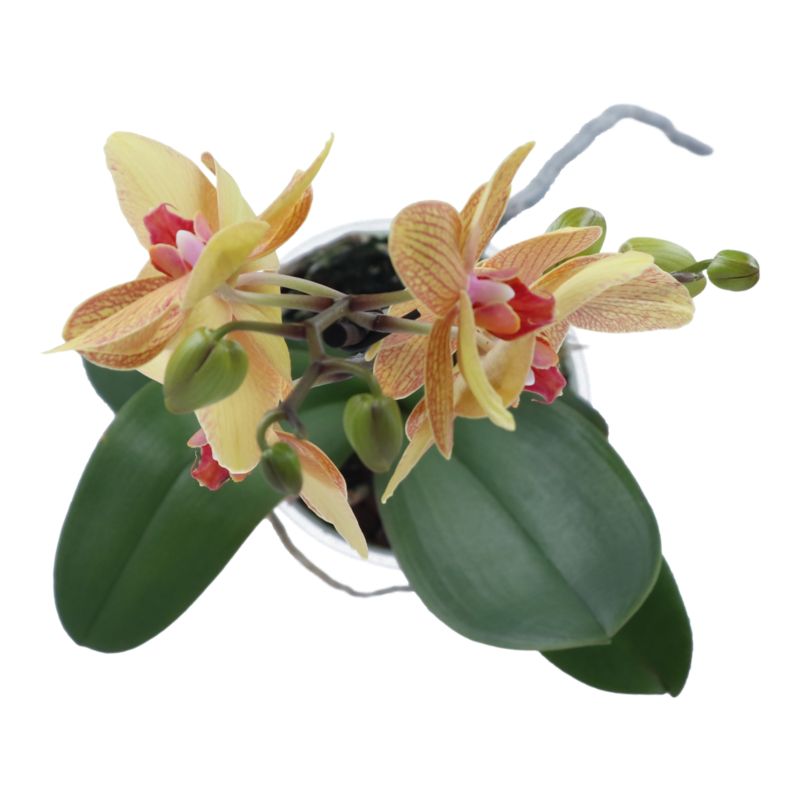 Storczyk jednopędowy GoodHome 12 cm wys. 60 cm