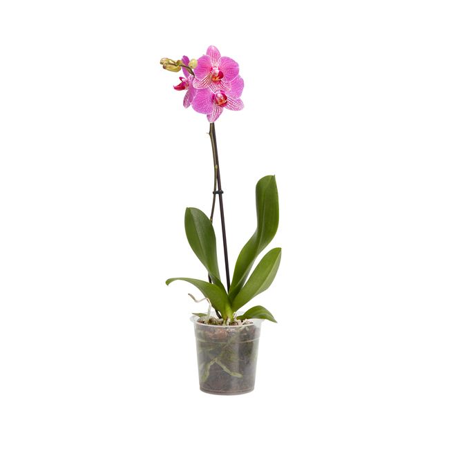 Storczyk jednopędowy GoodHome 12 cm wys. 60 cm
