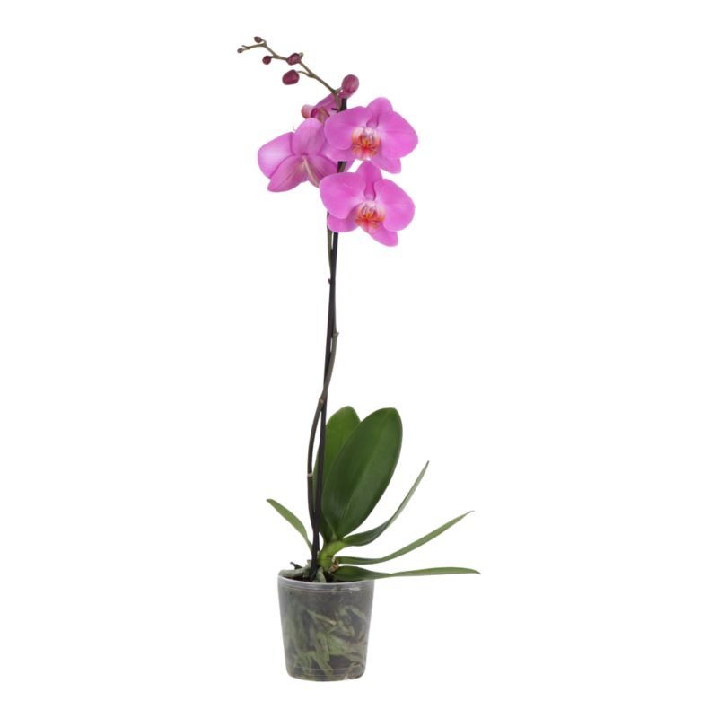 Storczyk jednopędowy GoodHome 12 cm wys. 60 cm