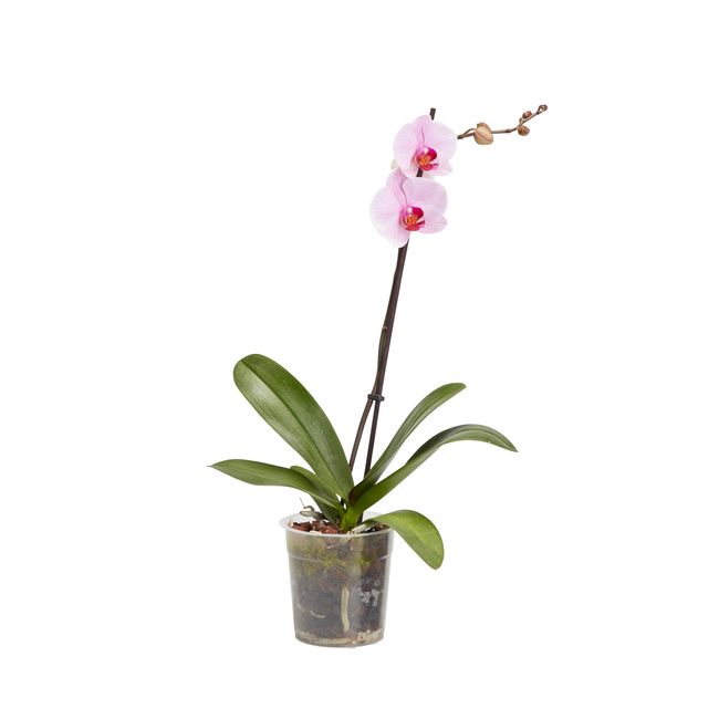 Storczyk jednopędowy GoodHome 12 cm wys. 60 cm