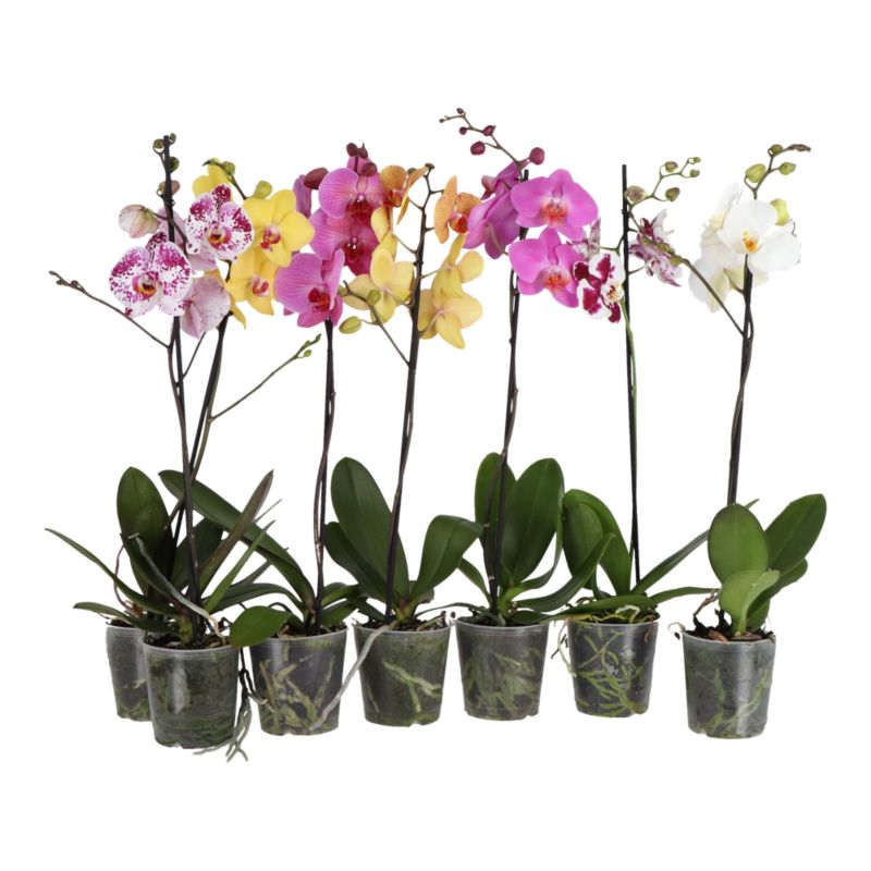 Storczyk jednopędowy GoodHome 12 cm wys. 60 cm