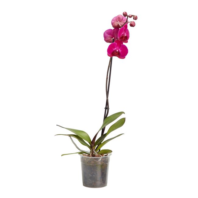 Storczyk jednopędowy GoodHome 12 cm wys. 60 cm