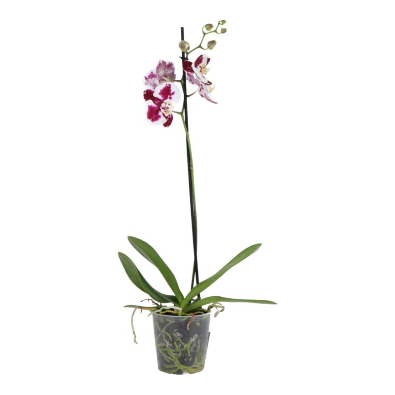 Storczyk jednopędowy GoodHome 12 cm wys. 60 cm