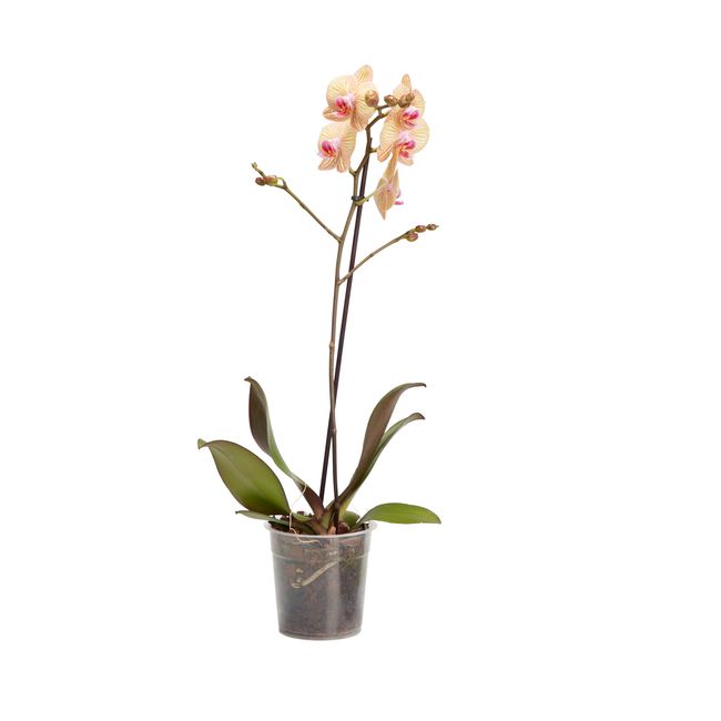 Storczyk jednopędowy GoodHome 12 cm wys. 60 cm