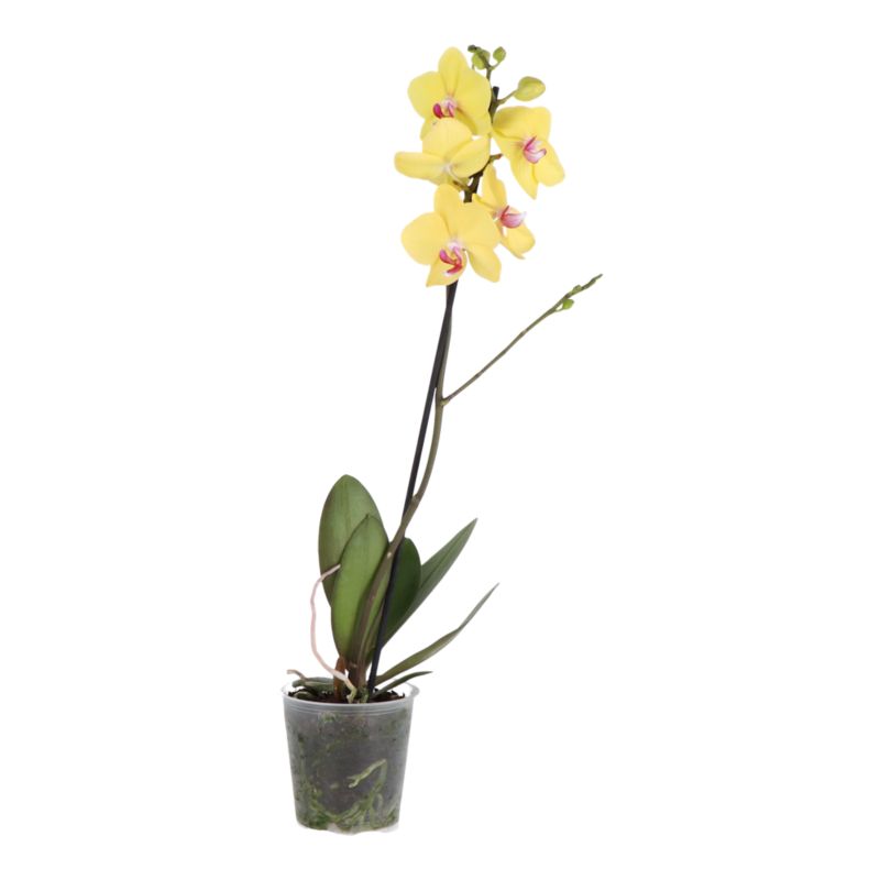 Storczyk jednopędowy GoodHome 12 cm wys. 60 cm