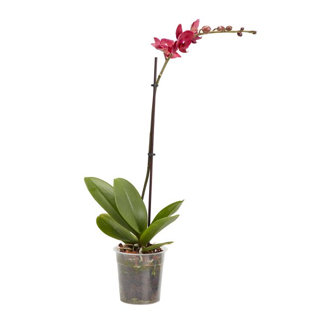 Storczyk jednopędowy GoodHome 12 cm wys. 60 cm