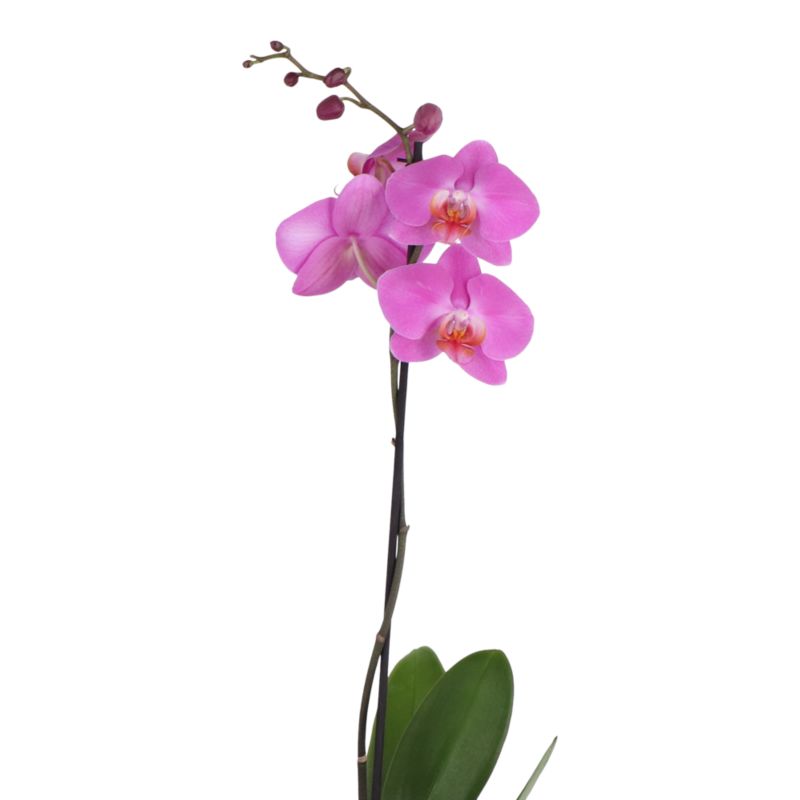 Storczyk jednopędowy GoodHome 12 cm wys. 60 cm