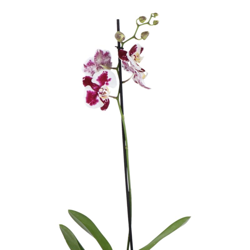 Storczyk jednopędowy GoodHome 12 cm wys. 60 cm