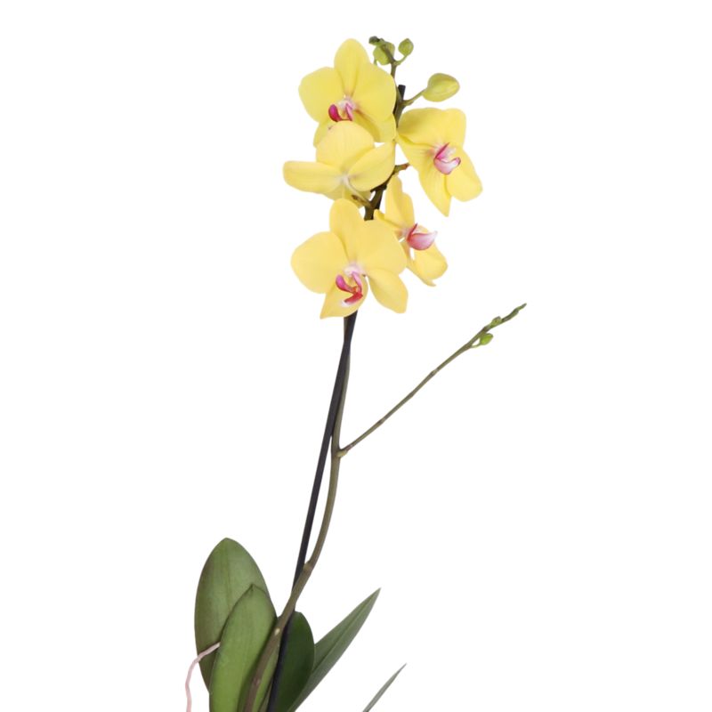Storczyk jednopędowy GoodHome 12 cm wys. 60 cm