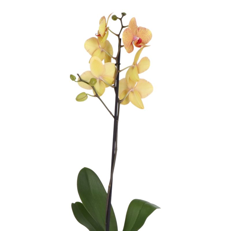 Storczyk jednopędowy GoodHome 12 cm wys. 60 cm