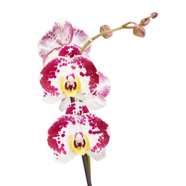 Storczyk jednopędowy GoodHome 12 cm wys. 60 cm