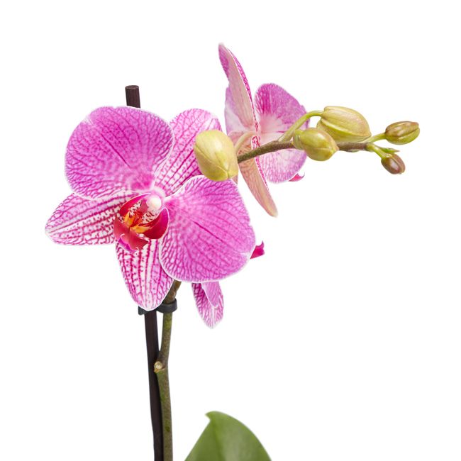 Storczyk jednopędowy GoodHome 12 cm wys. 60 cm