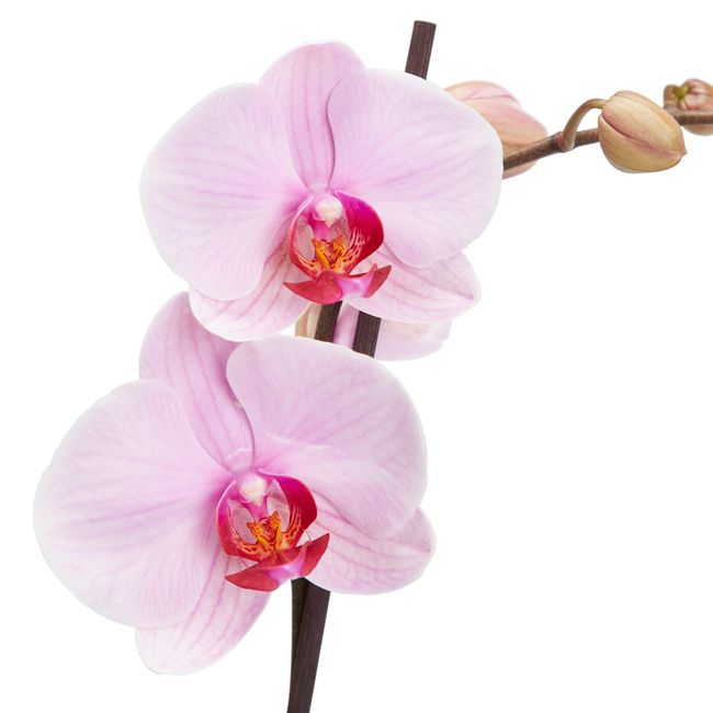 Storczyk jednopędowy GoodHome 12 cm wys. 60 cm