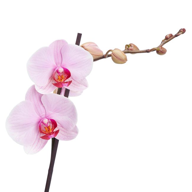 Storczyk jednopędowy GoodHome 12 cm wys. 60 cm