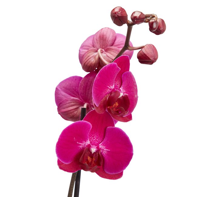 Storczyk jednopędowy GoodHome 12 cm wys. 60 cm