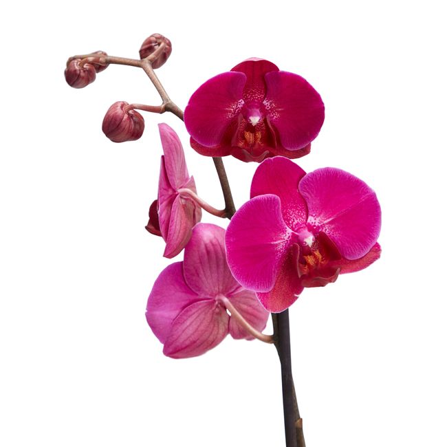 Storczyk jednopędowy GoodHome 12 cm wys. 60 cm