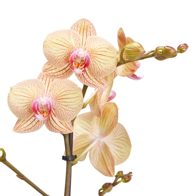 Storczyk jednopędowy GoodHome 12 cm wys. 60 cm