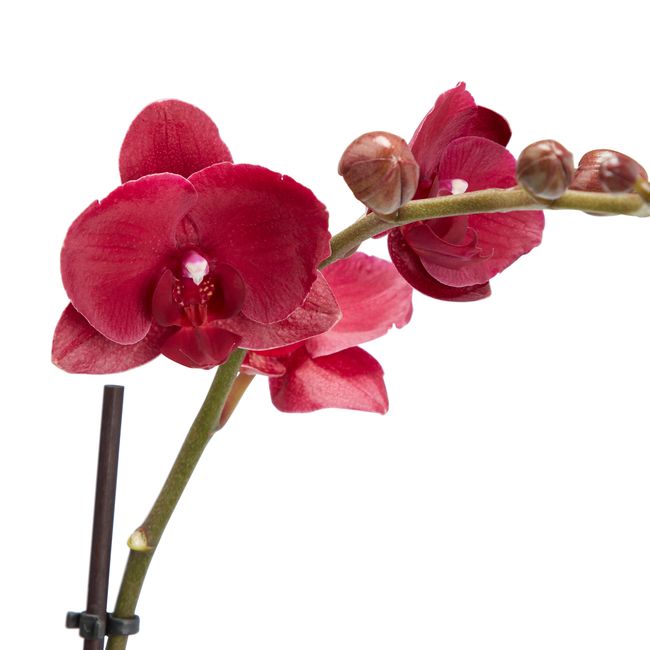Storczyk jednopędowy GoodHome 12 cm wys. 60 cm