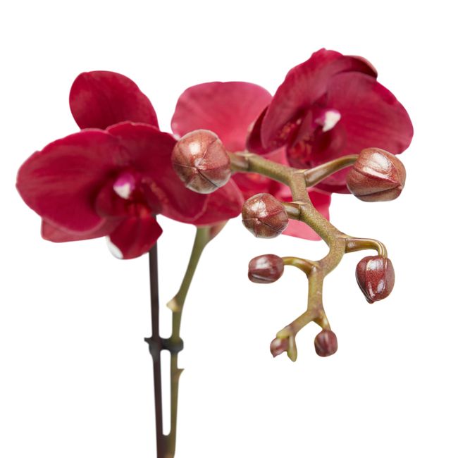 Storczyk jednopędowy GoodHome 12 cm wys. 60 cm
