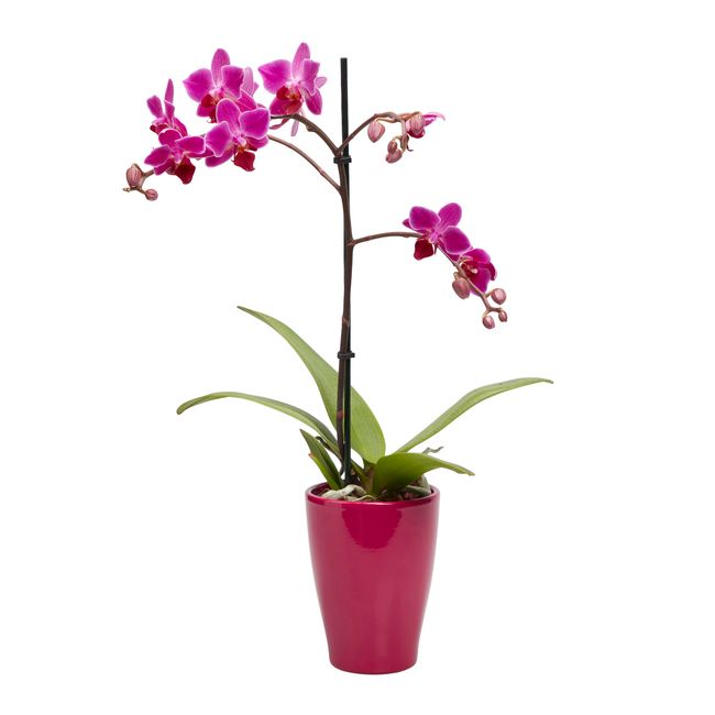 Storczyk pojedynczy GoodHome 9 cm doniczka ceramiczna wys. 45 cm