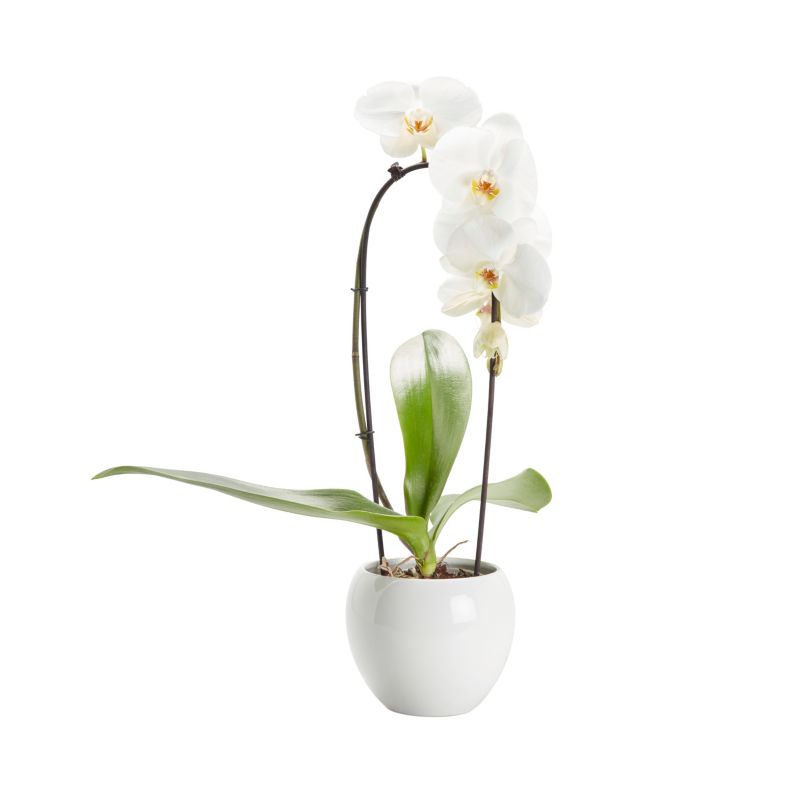 Storczyk wielopędowy Verve 14 cm doniczka ceramiczna
