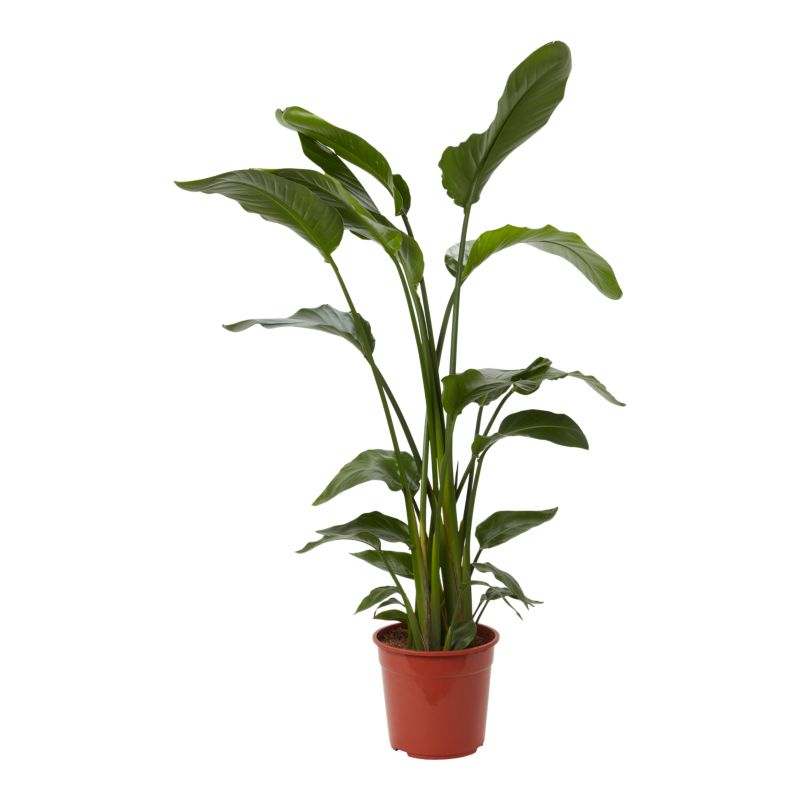 Strelicja biała 27 cm wys. 150 cm