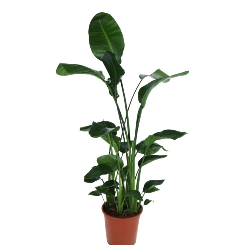 Strelicja biała 27 cm wys. 150 cm