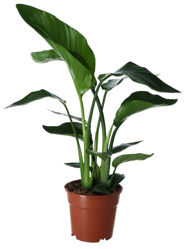 Strelicja biała Verve 17 cm wys. 60 cm