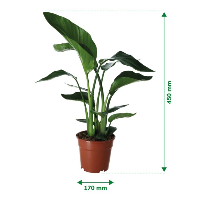 Strelicja biała Verve 17 cm wys. 60 cm