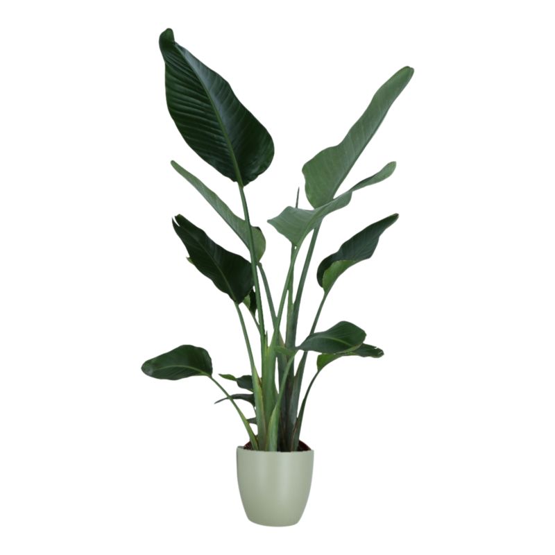 Strelicja w ceramicznej doniczce 24 cm
