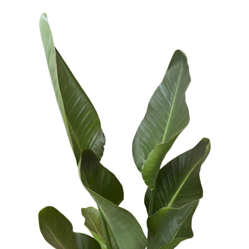 Strelicja w ceramicznej doniczce 24 cm