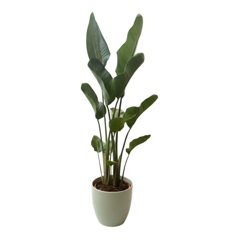 Strelicja w ceramicznej doniczce 24 cm