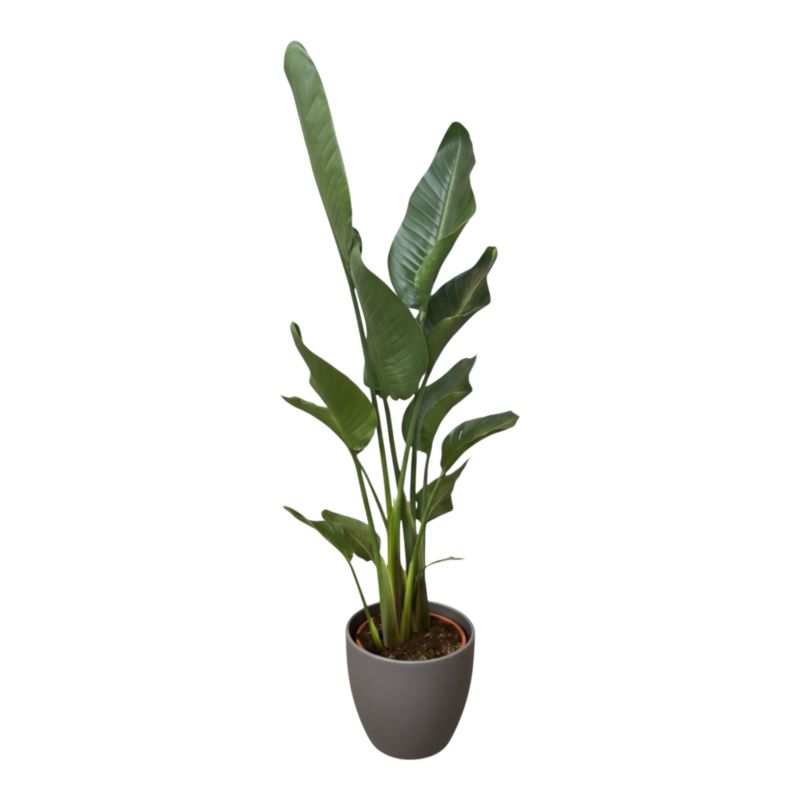 Strelicja w ceramicznej doniczce 24 cm