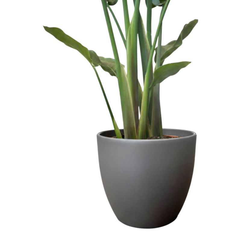 Strelicja w ceramicznej doniczce 24 cm