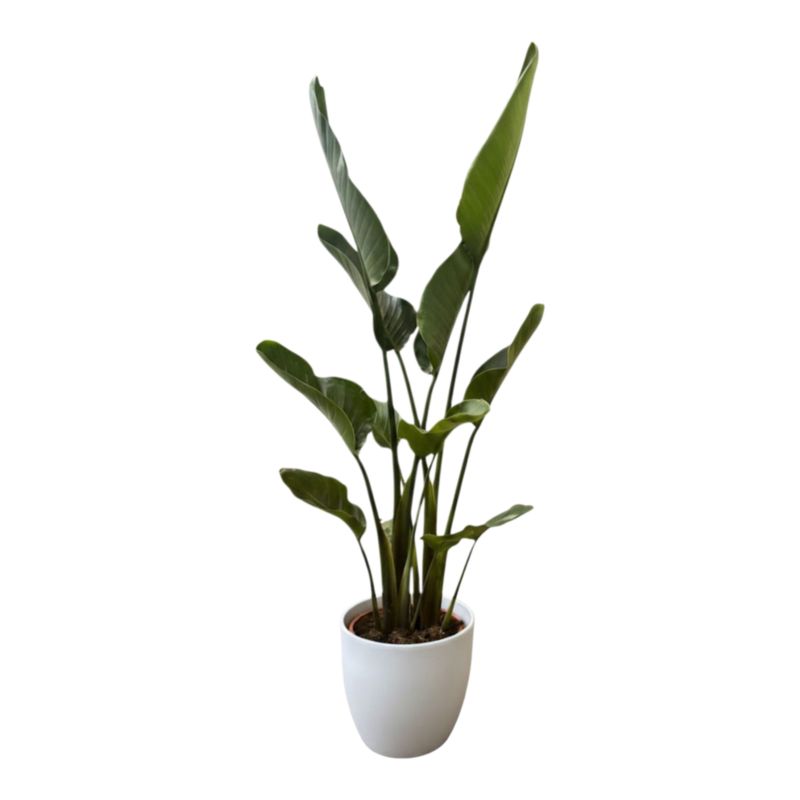 Strelicja w ceramicznej doniczce 24 cm
