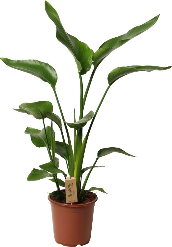eukalyptus als zimmerpflanze Eukalyptus kaufen - Eucalyptus Gunnii Duftpflanze :19 H:50 cm