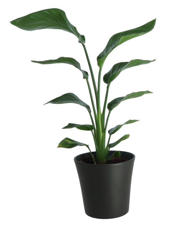 Strelitzia w ceramicznej donicy 17 cm