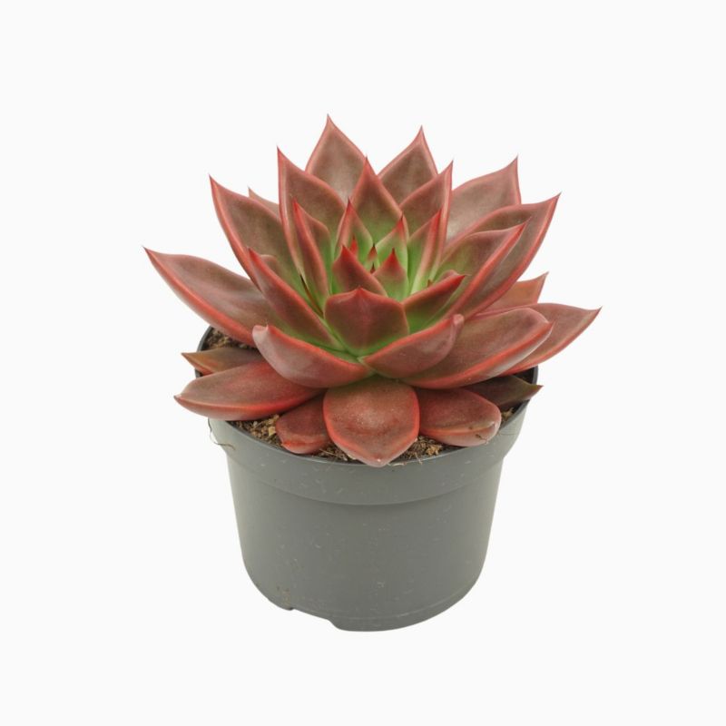 Sukulent 12 cm