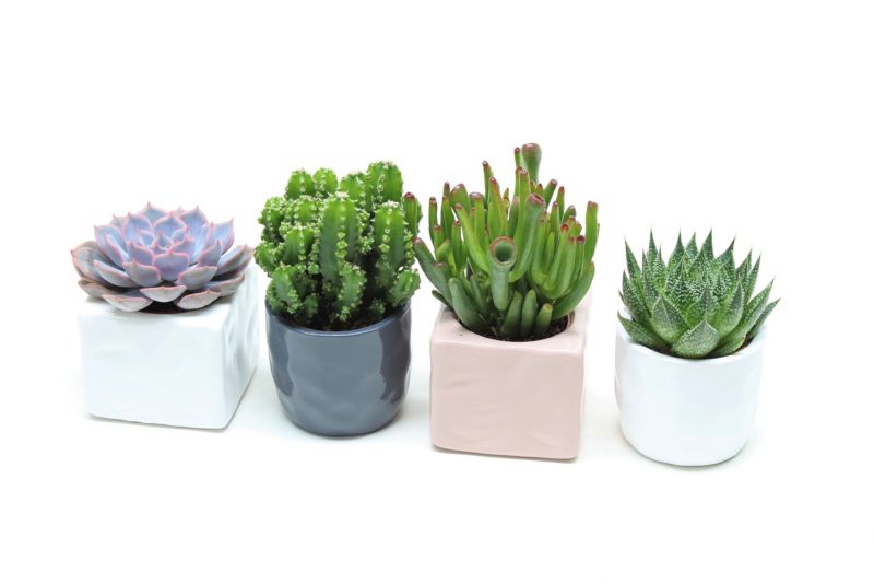 Sukulent mini mix w ceramice 7 cm